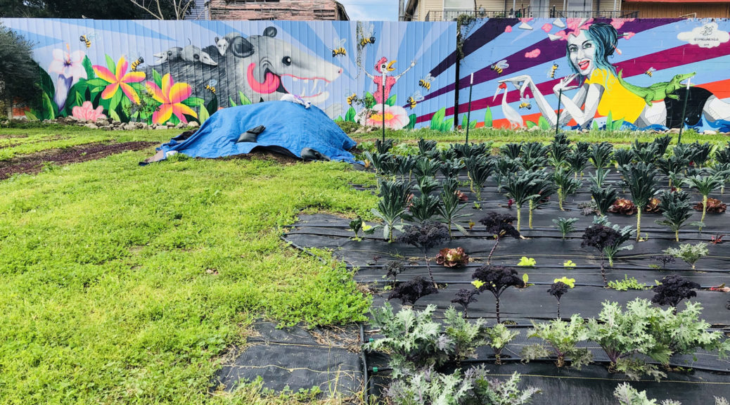 Community garden in New Orleans