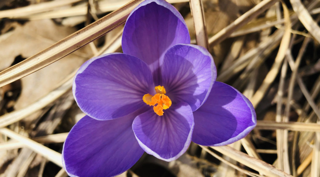 Spring flower