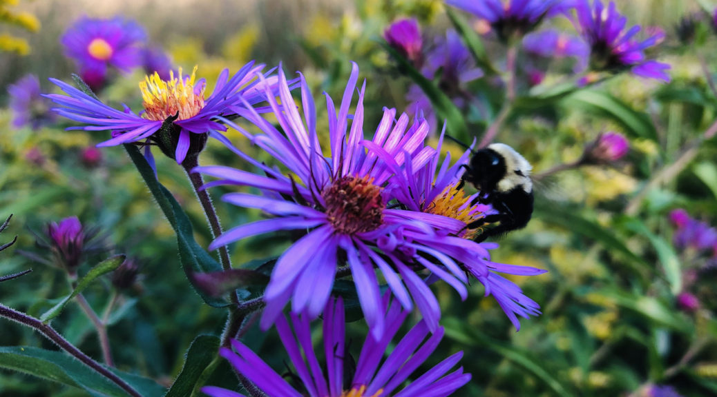 GilChrist flowers and bee