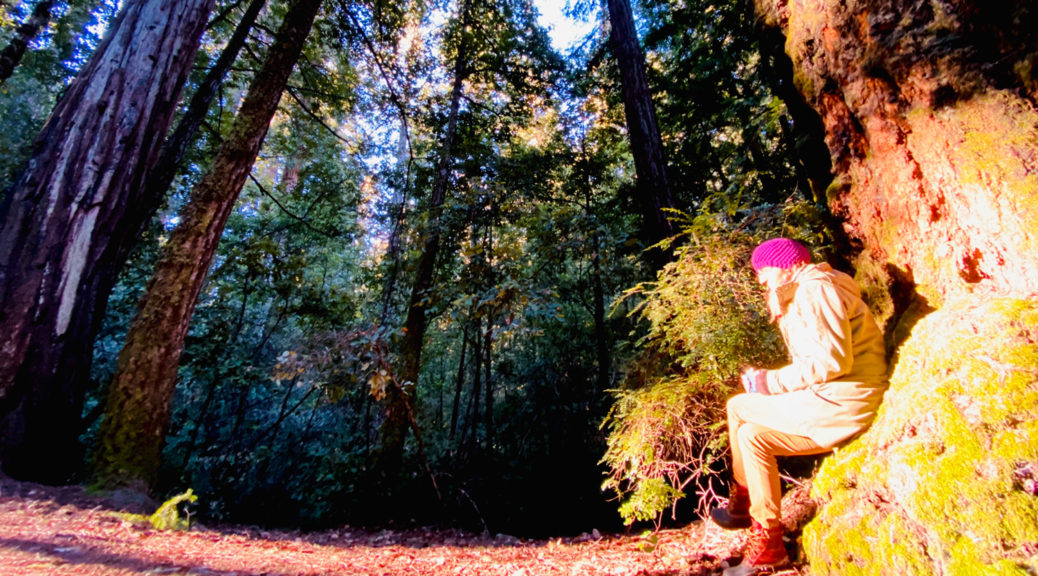 Kirstin sitting among redwoods