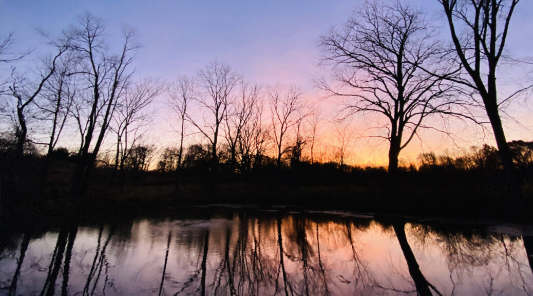 Tree of Life pond