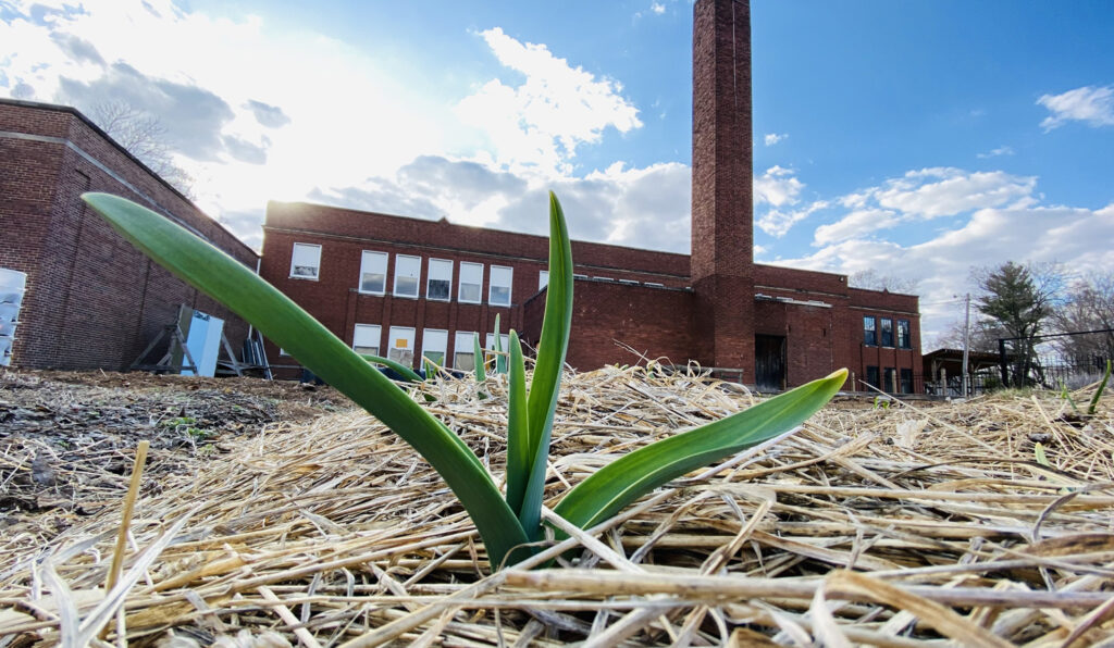 Garlic at Huss