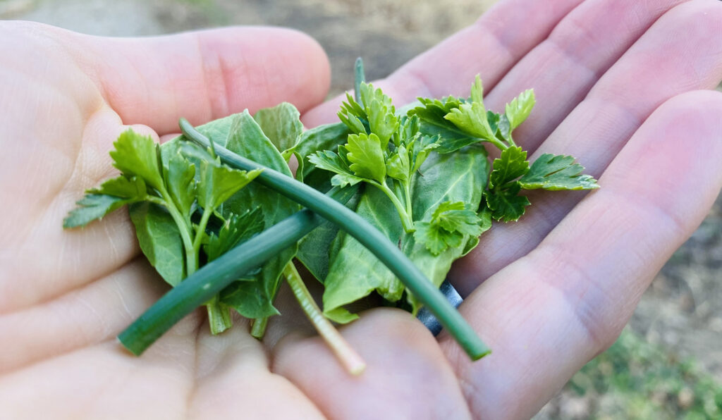 Hand salad