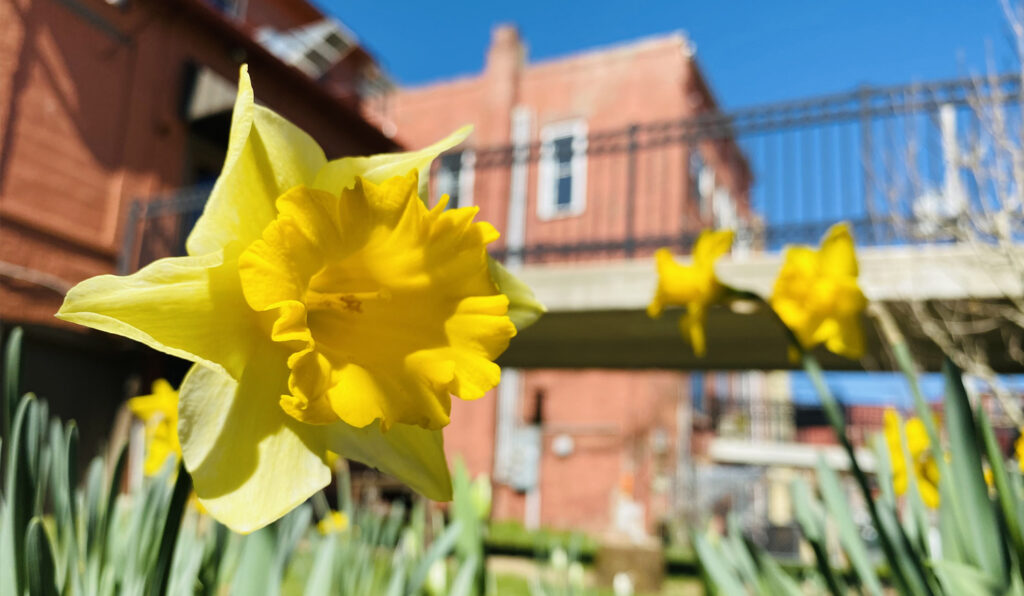 Daffodils